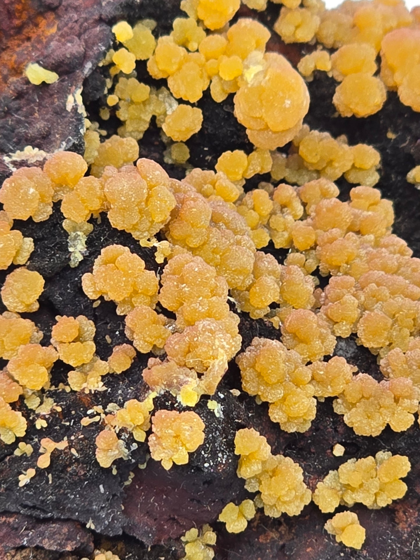 MIMETITE (cabinet)