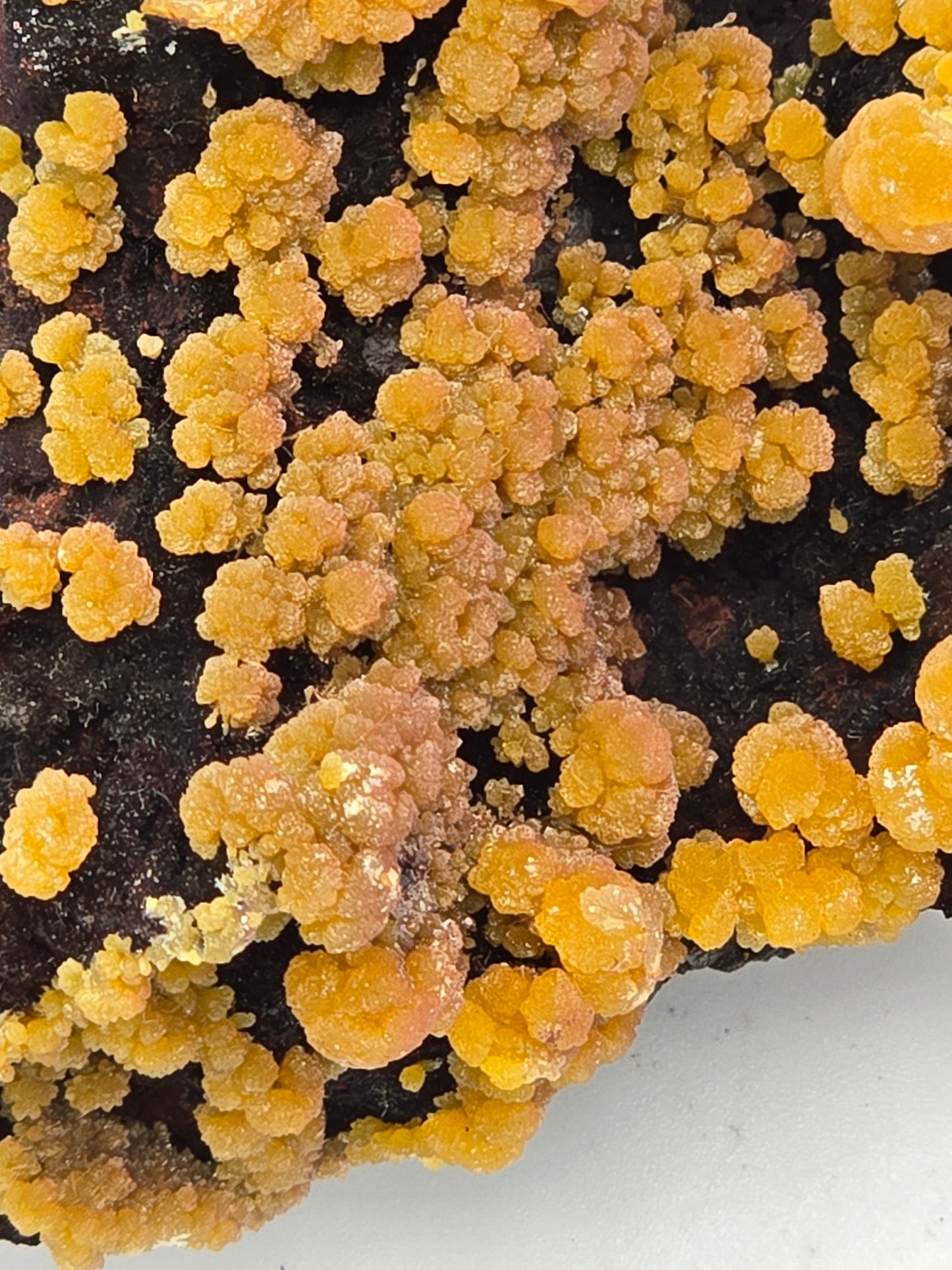 MIMETITE (cabinet)