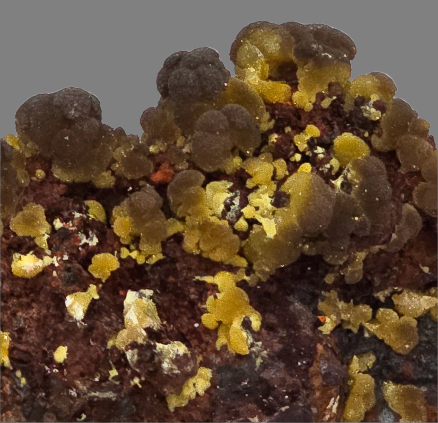 MIMETITE on LIMONITE (small cabinet)