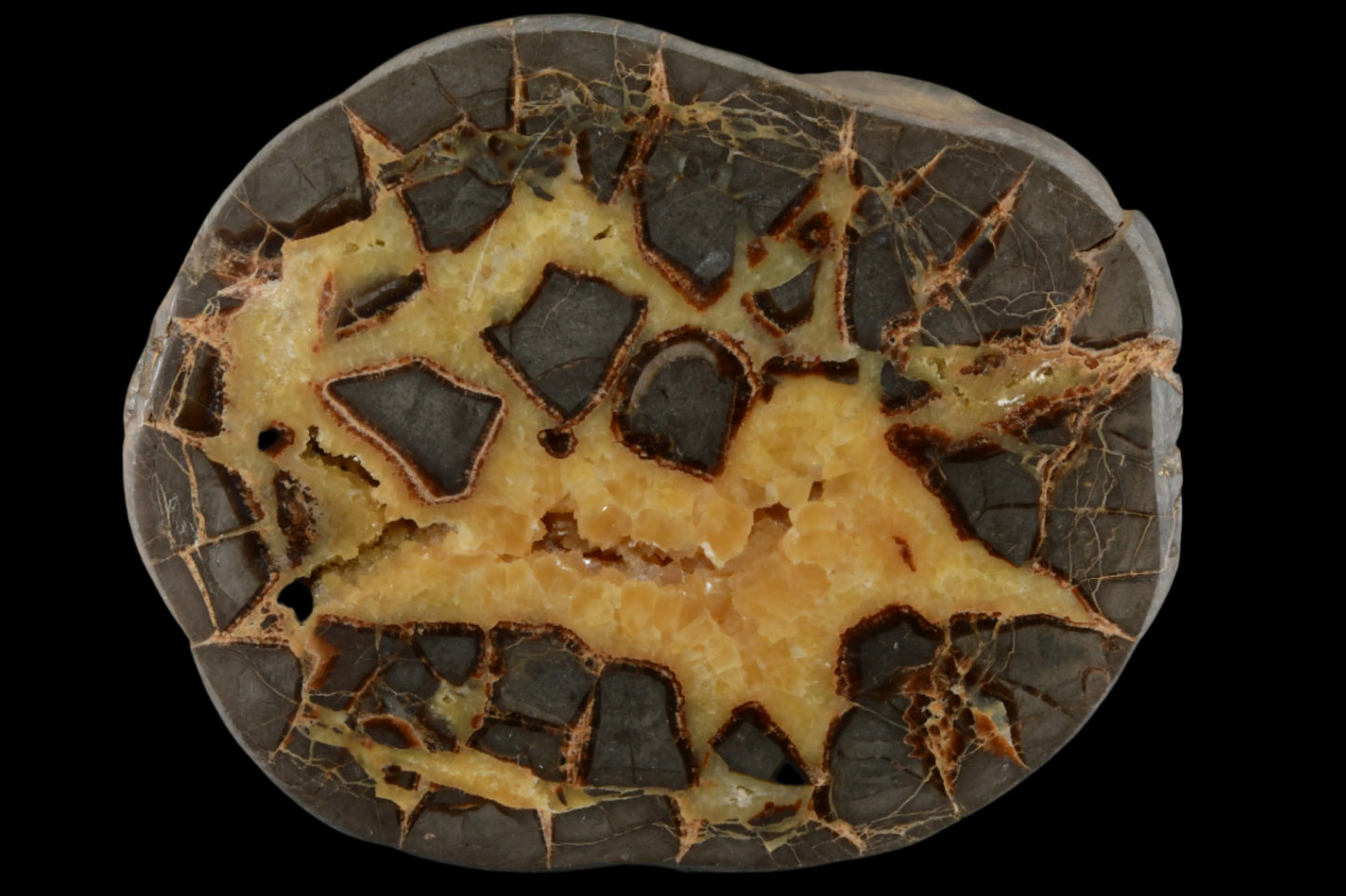 SEPTARIE