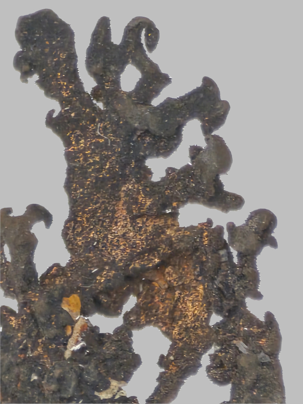 ARGENT, Mine New Nevada, Mexique, CHIHUAHUA, DISTRICT DE BATOPILAS (miniature)