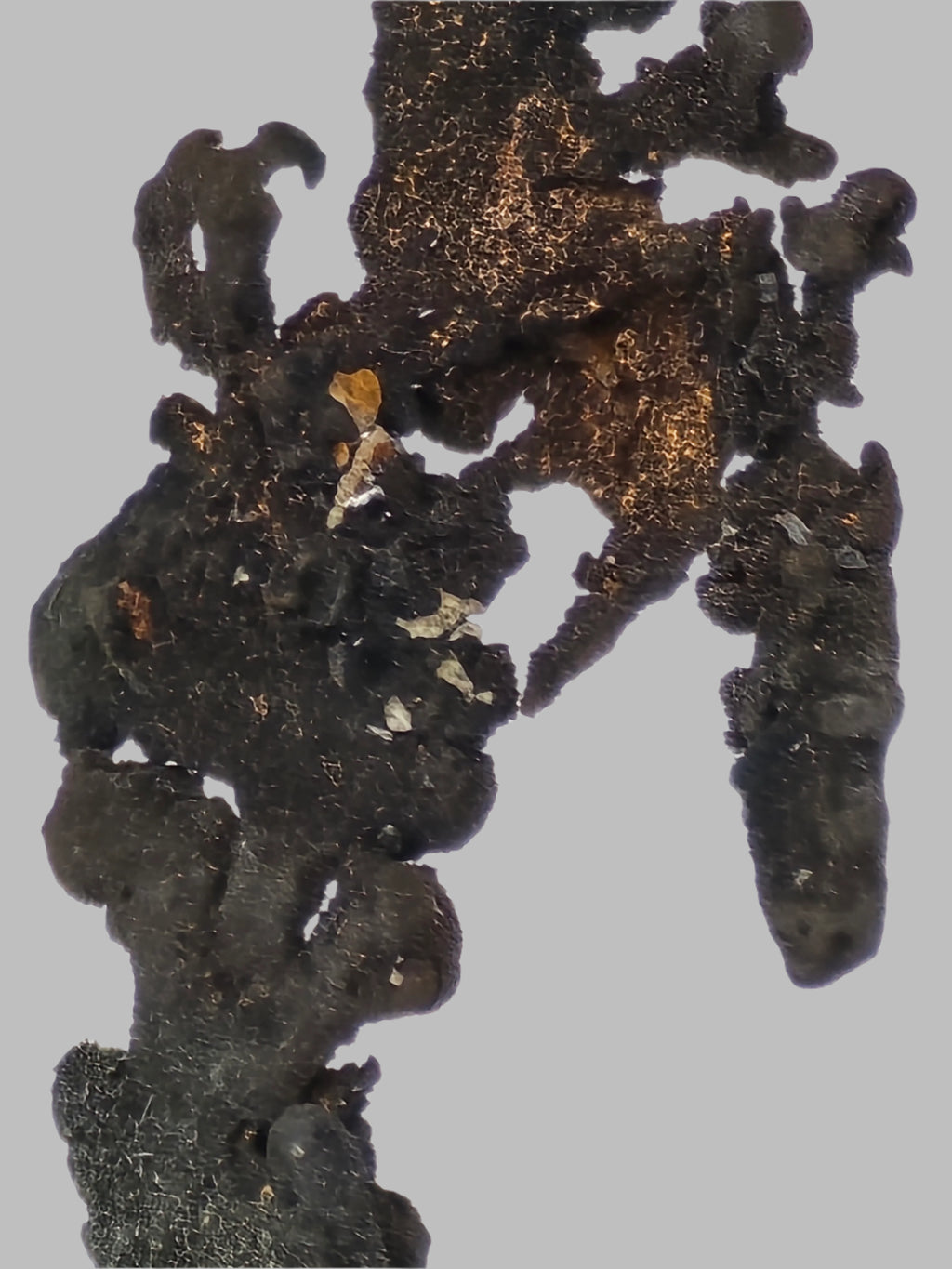 ARGENT, Mine New Nevada, Mexique, CHIHUAHUA, DISTRICT DE BATOPILAS (miniature)