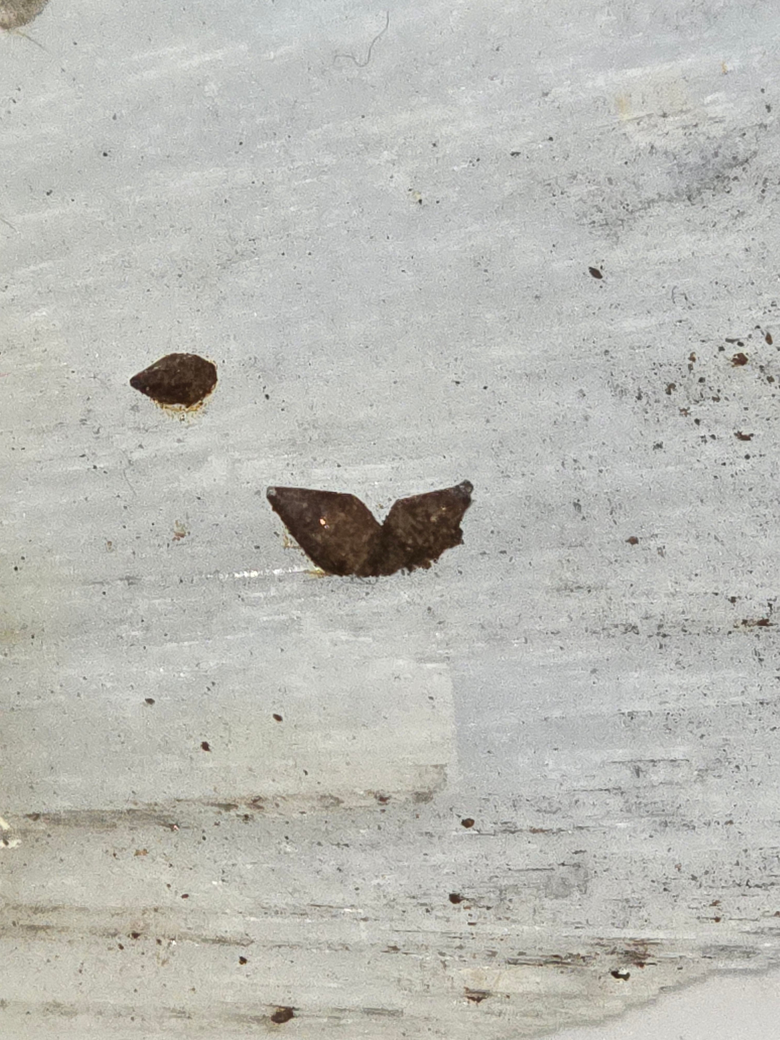 ANHYDRITE with undeterminated sulfide (?)