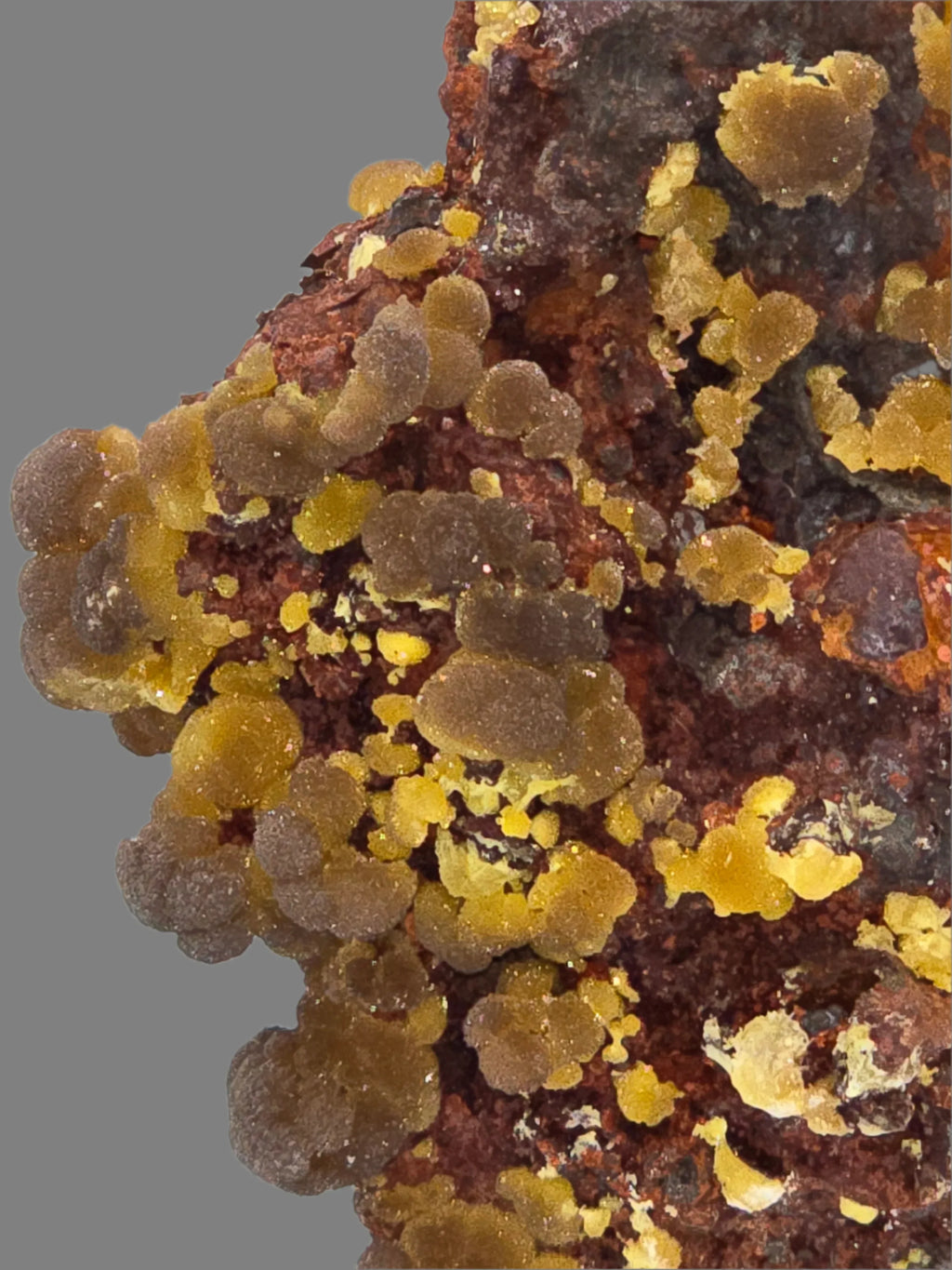Wulfenite mineral specimen with vibrant yellow-orange crystals on dark matrix, classic locality find