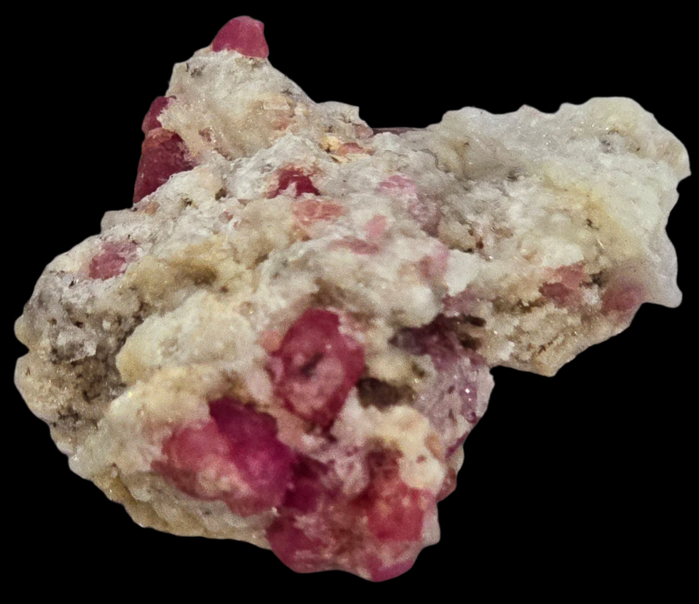 GARNET ROSE (RASPBERRY), miniature