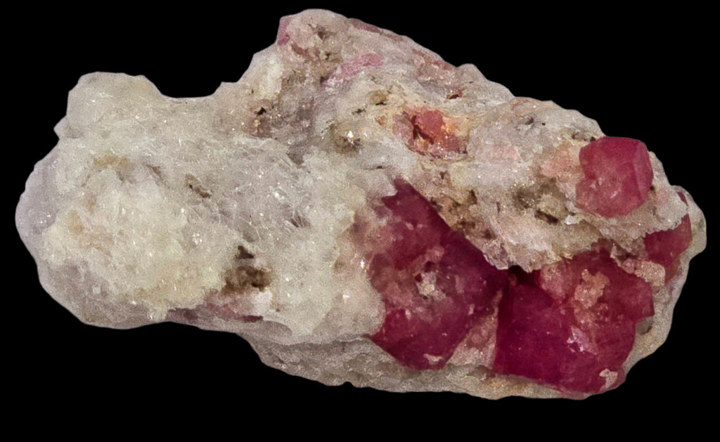 GARNET ROSE (RASPBERRY), miniature