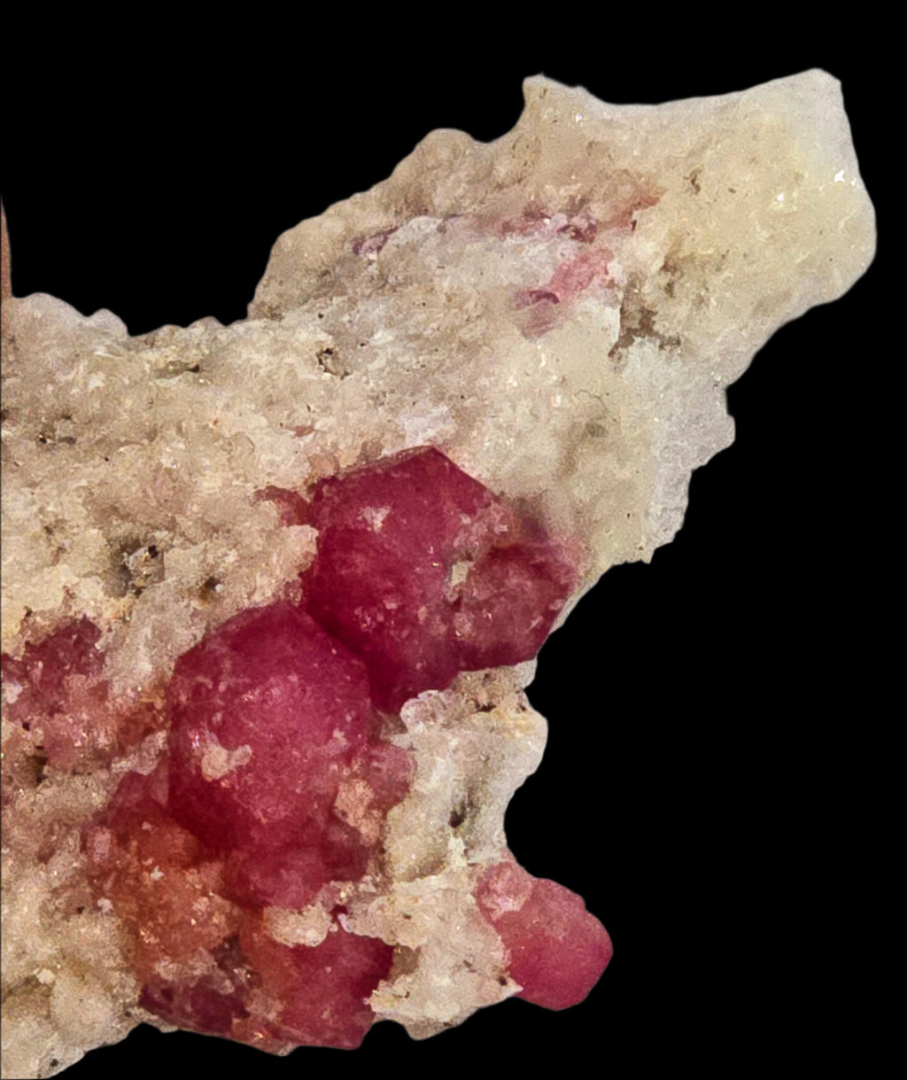 GARNET ROSE (RASPBERRY), miniature