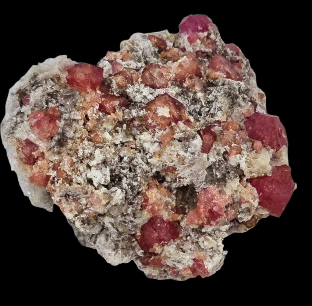 GARNET ROSE (RASPBERRY), miniature