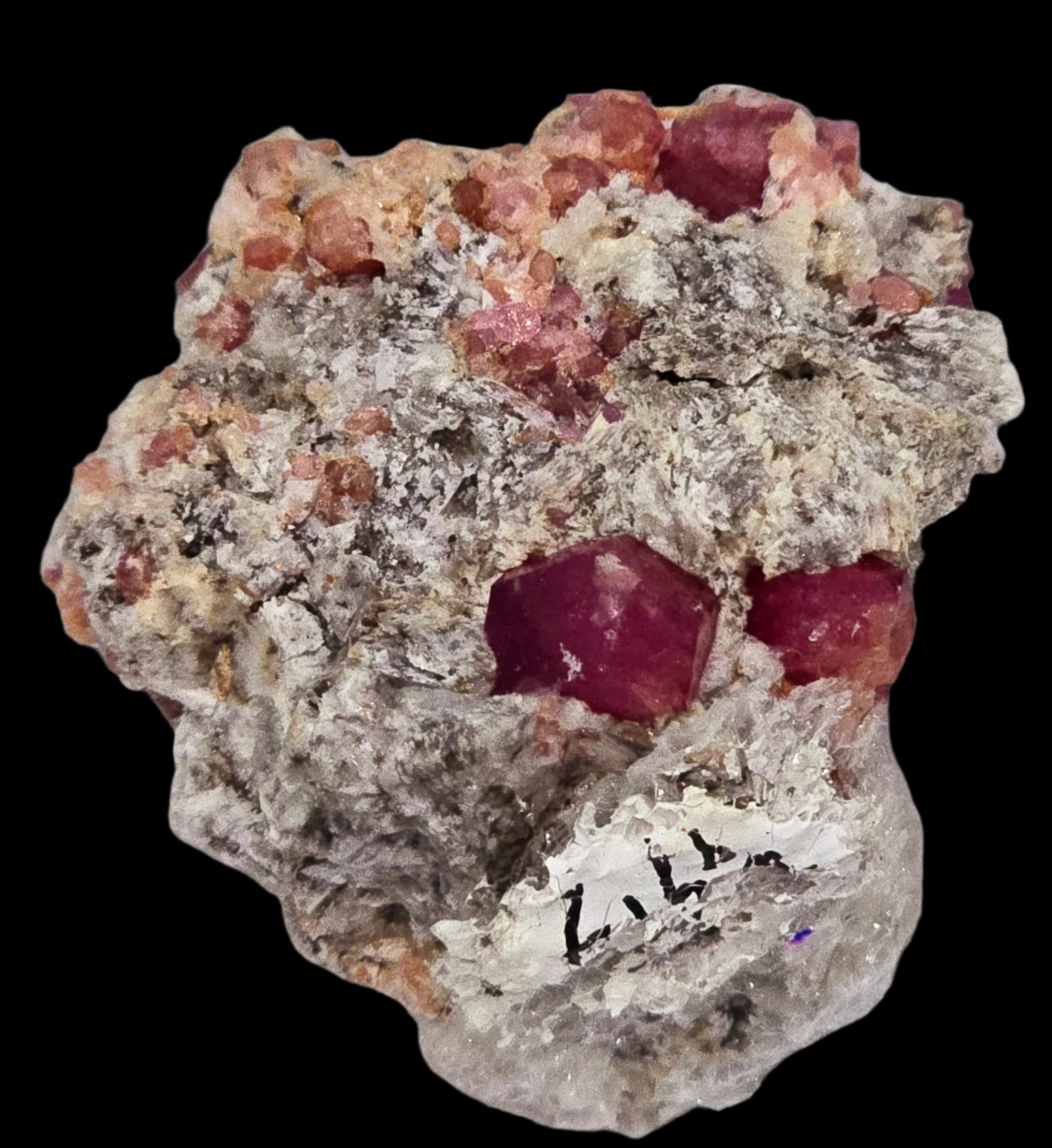 GARNET ROSE (RASPBERRY), miniature