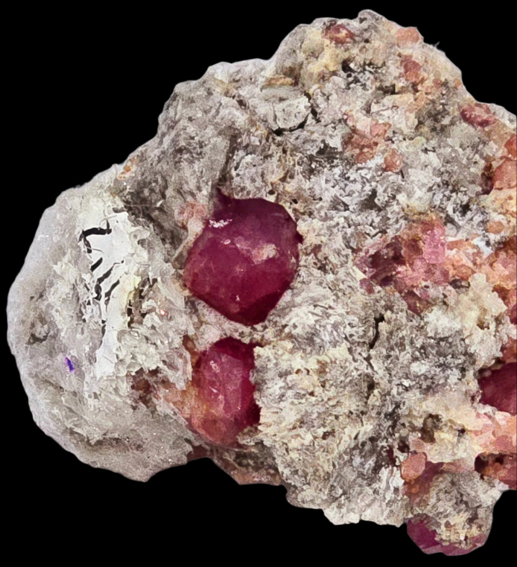 GARNET ROSE (RASPBERRY), miniature