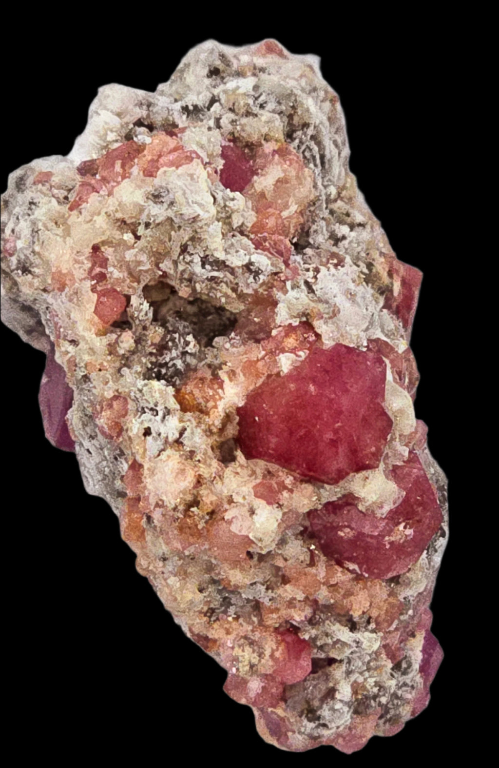 GARNET ROSE (RASPBERRY), miniature