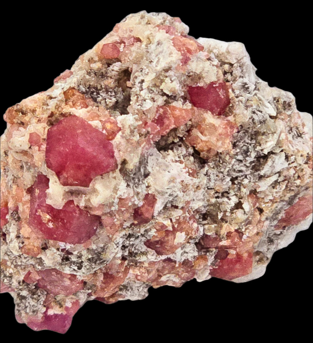 GARNET ROSE (RASPBERRY), miniature