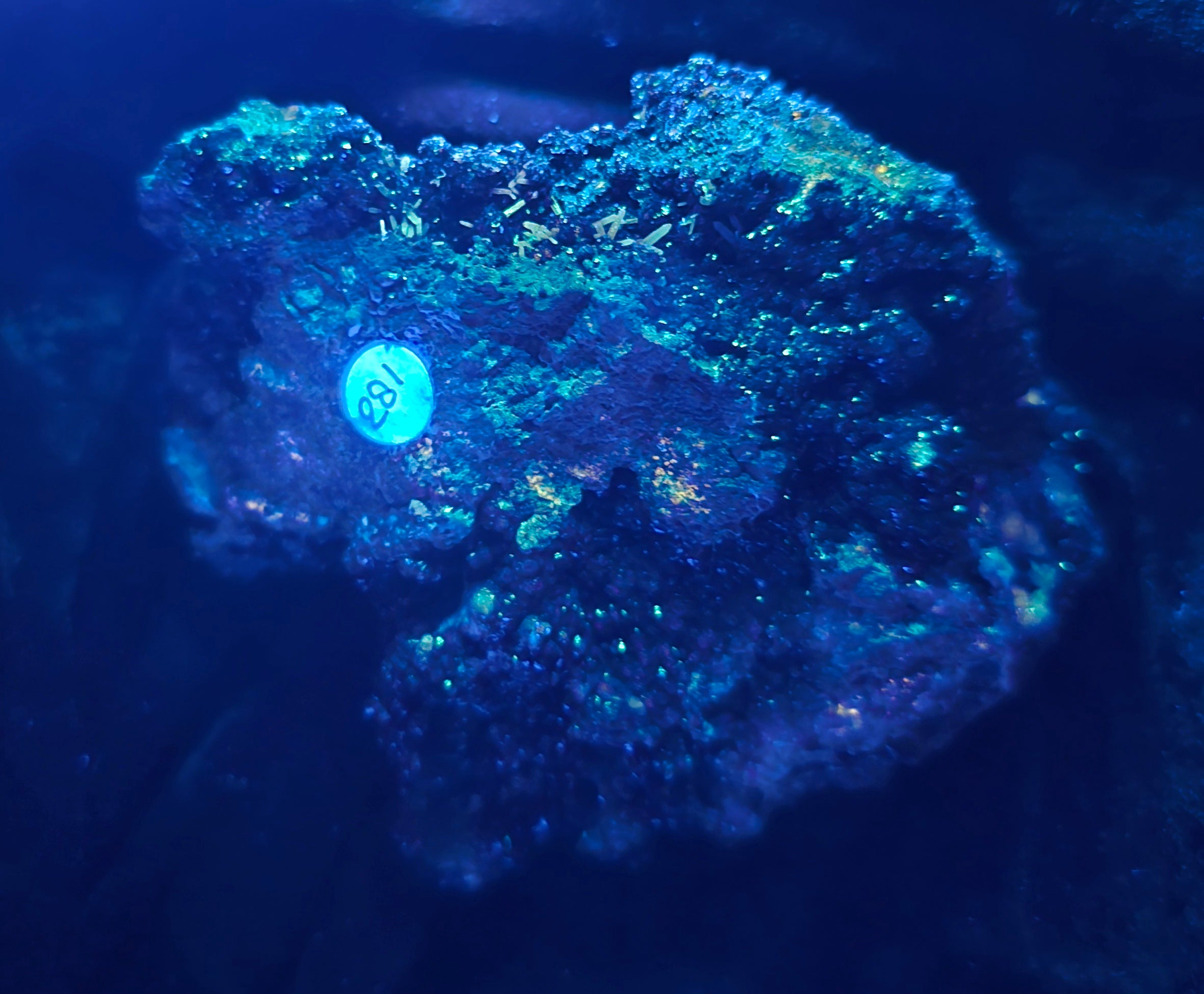 WILLEMITE - FRANKLINITE (cabinet)