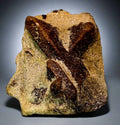 STAUROLITE, KEIVY KOLA RUSSIE (petite armoire)