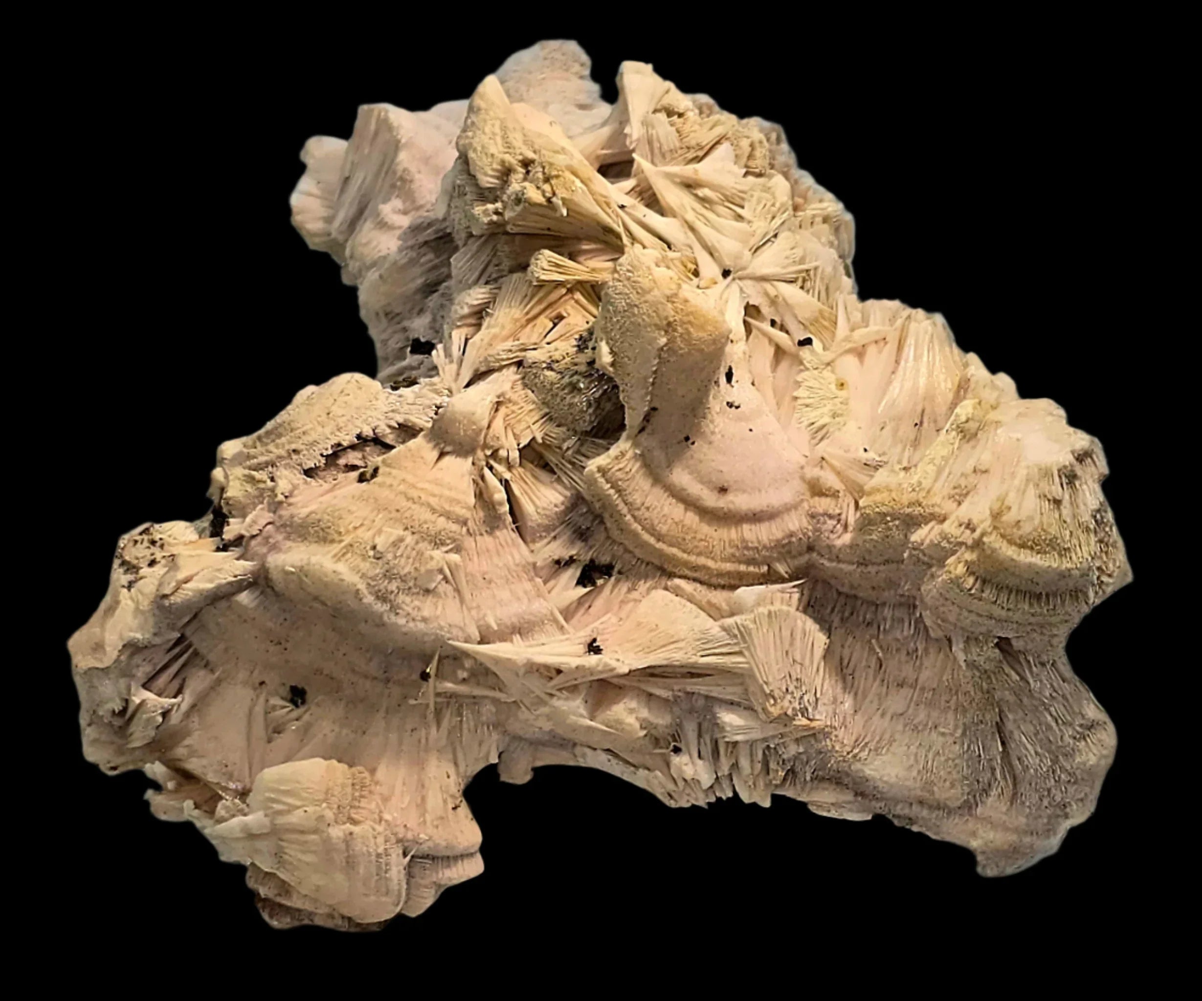 Desert Rose Crystal from Tunisia, intricate gypsum formations with layered, petal-like structures on a black background