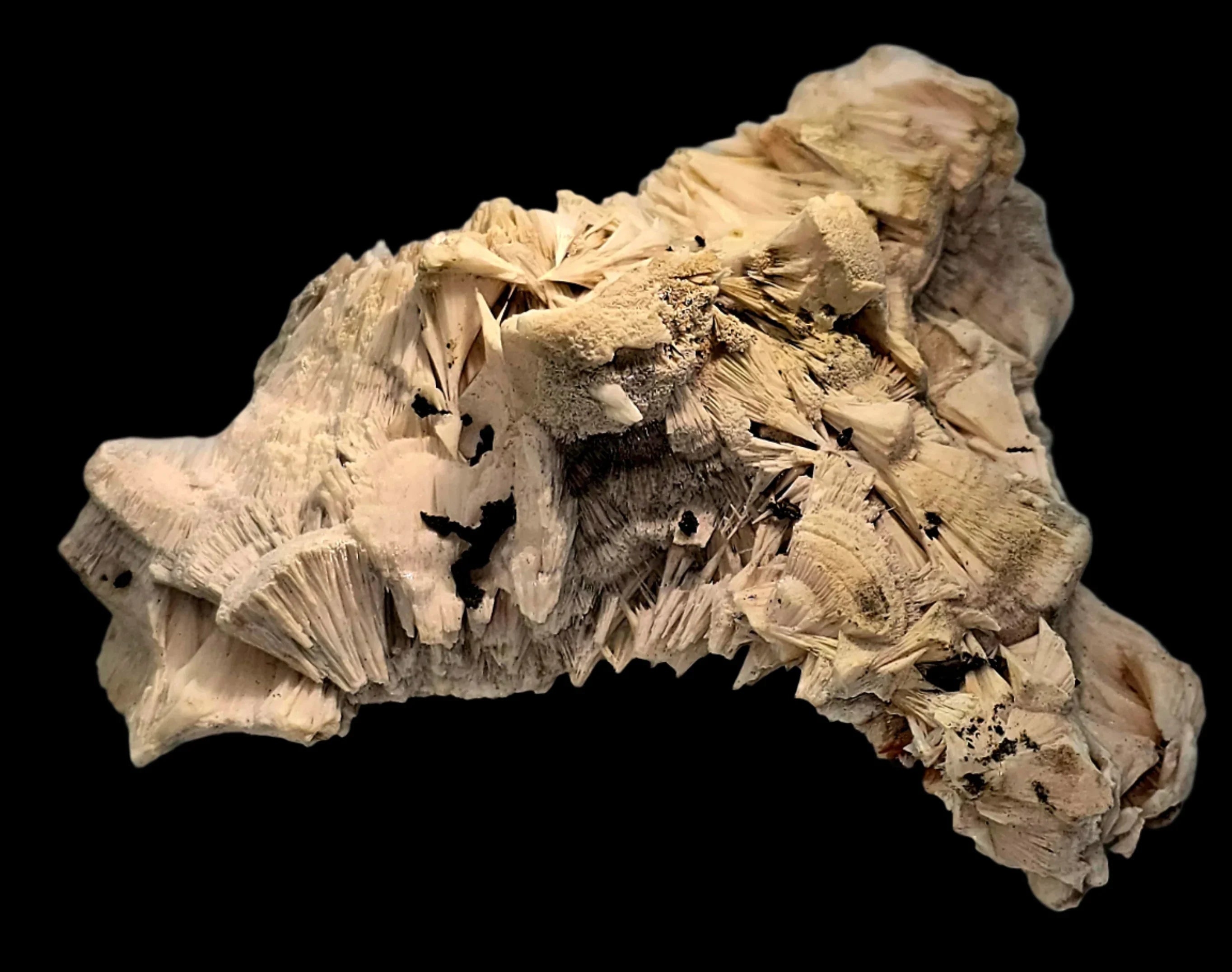 Desert Rose Crystal Specimen from Tunisia, beige layered formation with black inclusions on black background