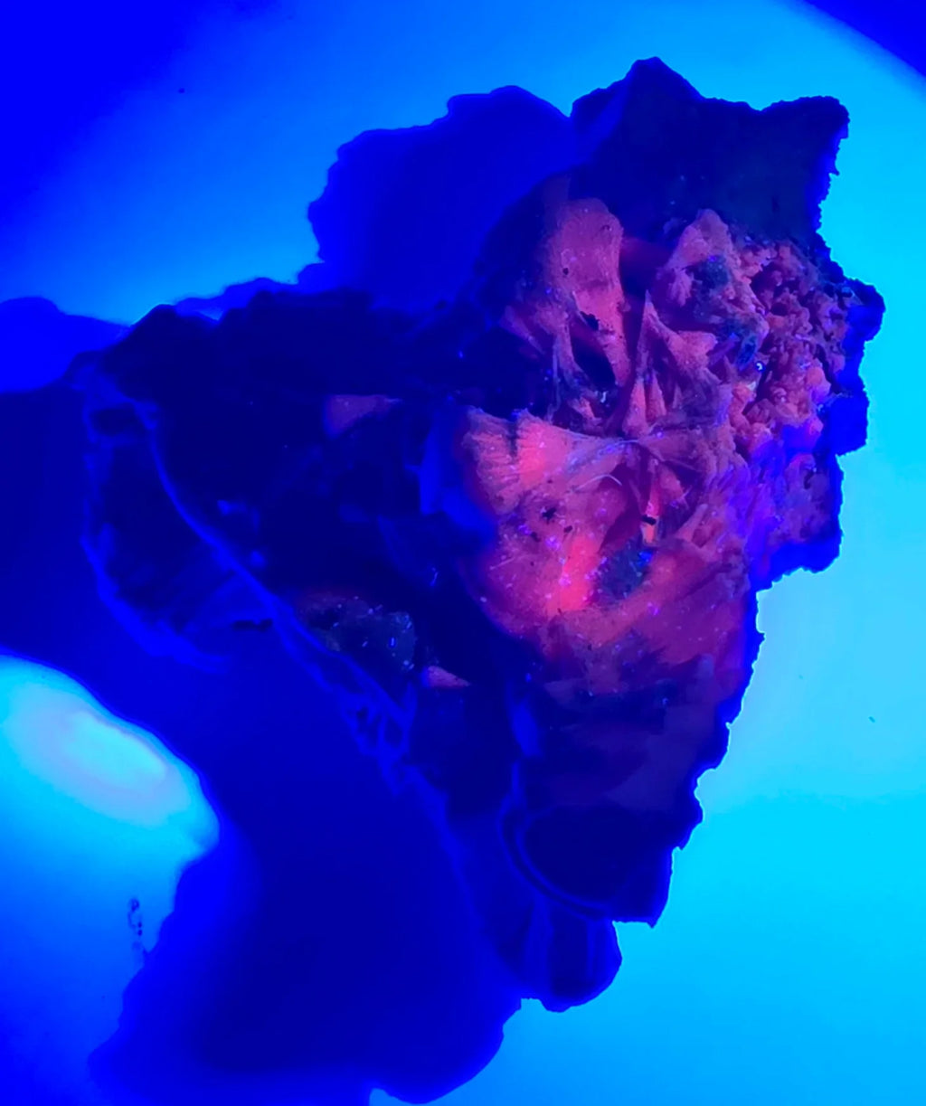 Fluorescent mineral specimen glowing red under UV light, showcasing vibrant crystal formations