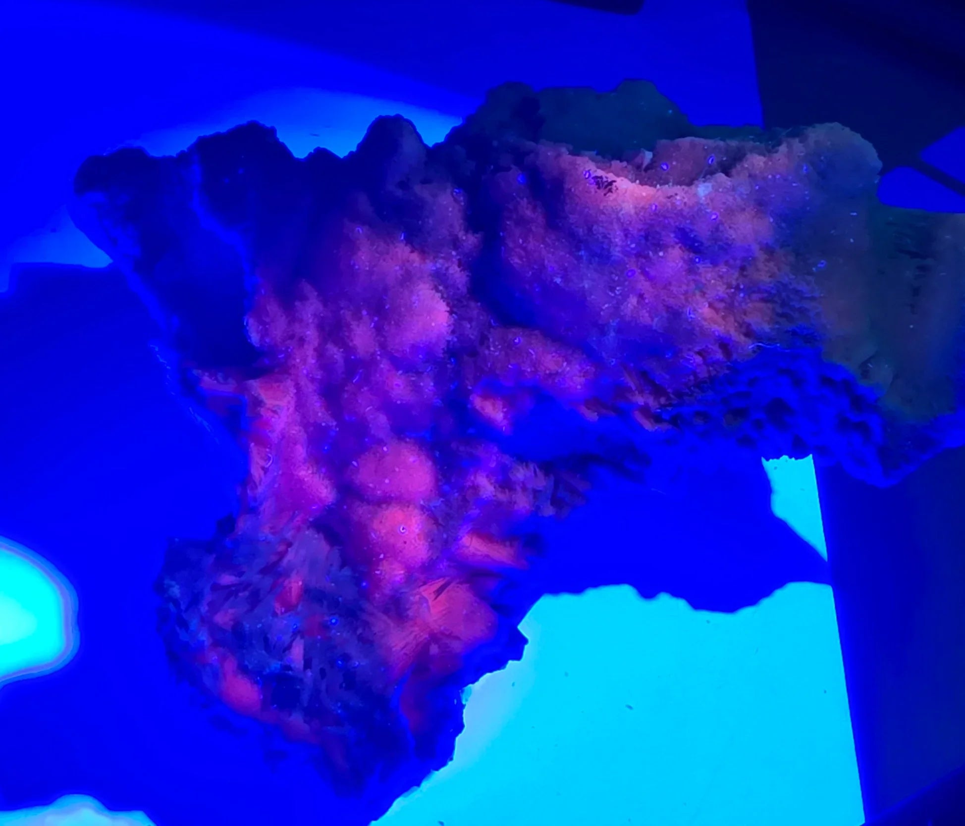 Fluorescent mineral specimen glowing pink under UV light, showcasing vibrant crystal formations