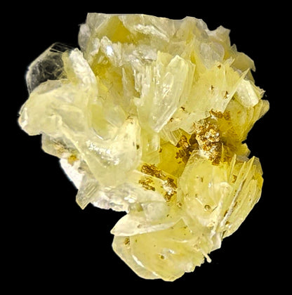 RUIFRANCOITE on MUSCOVITE