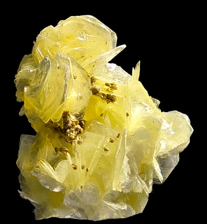 RUIFRANCOITE on MUSCOVITE