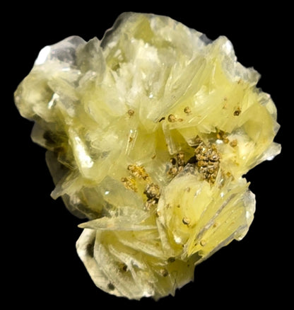 RUIFRANCOITE on MUSCOVITE