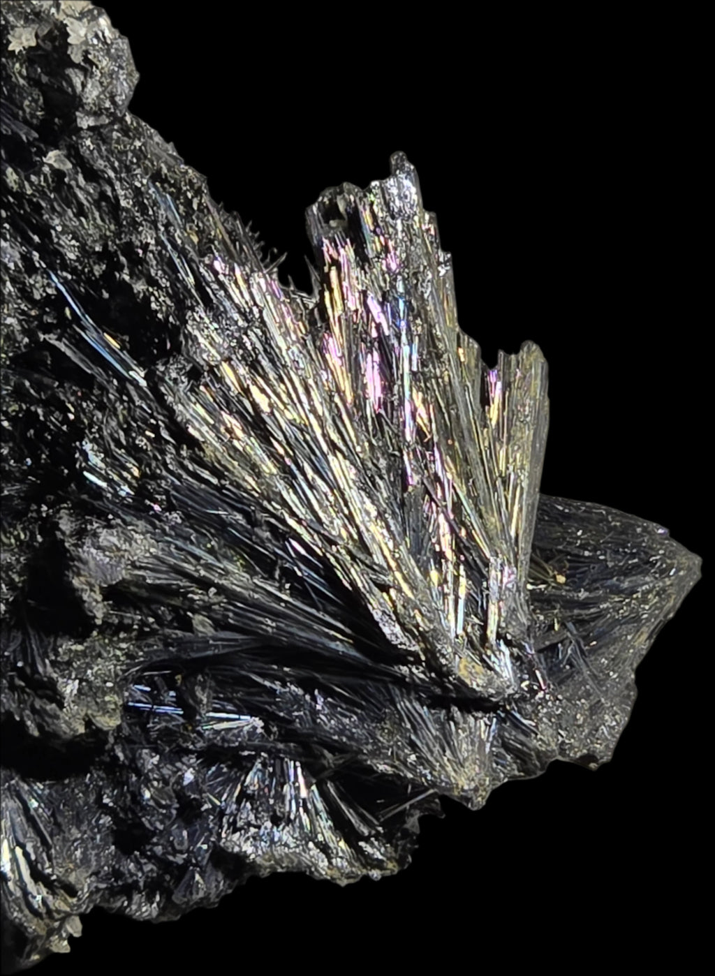 ANTIMONITE-STIBNITE (small cabinet)