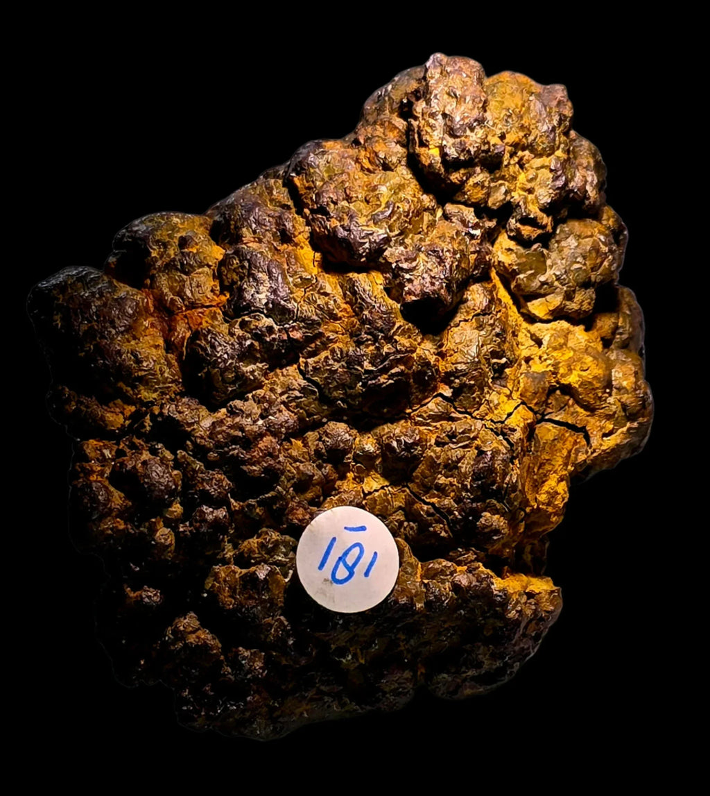 Iron Meteorite with rugged texture, golden-brown surface, and specimen tag 181 against black background