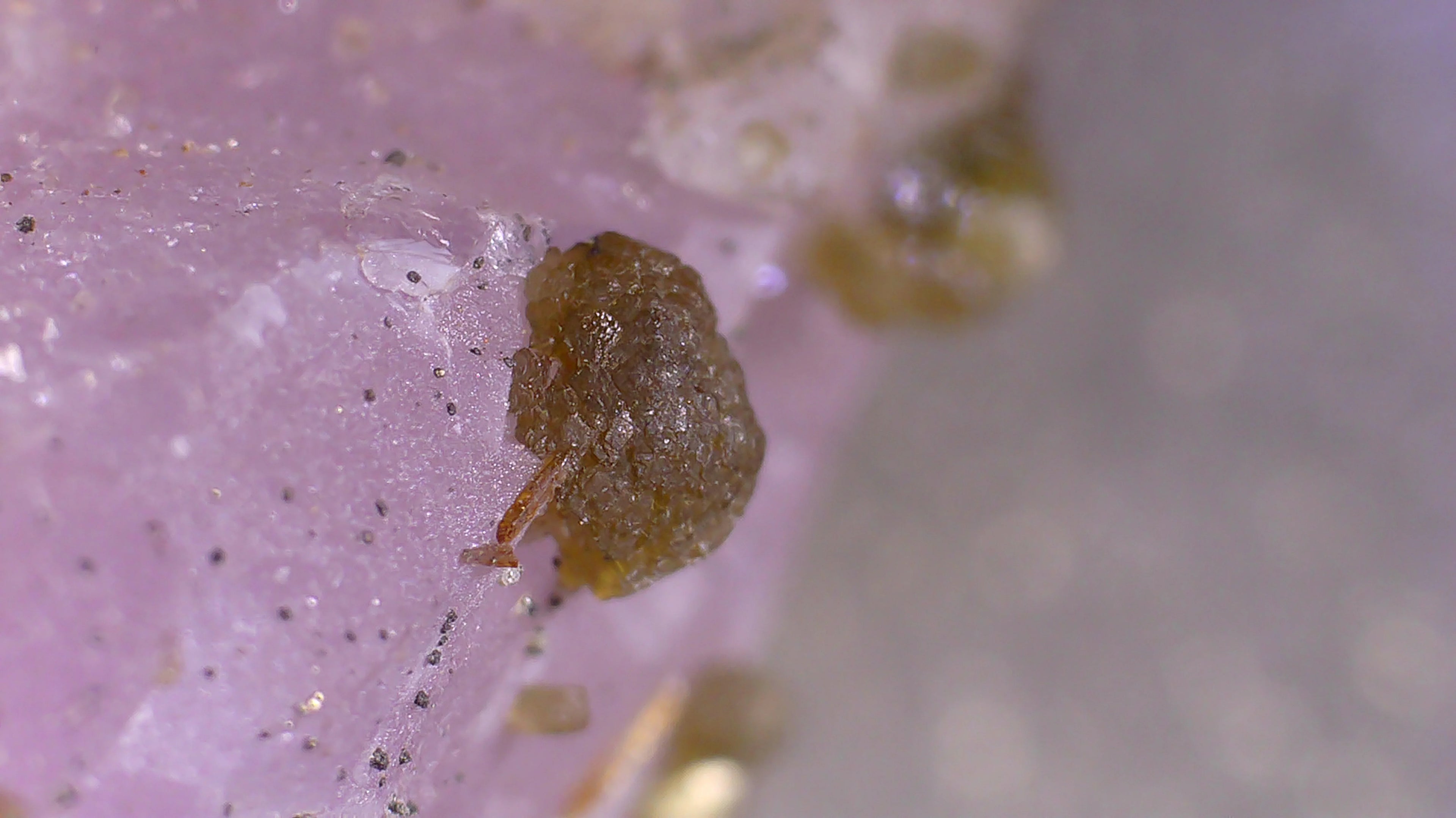 Amethyst with small brown crystal inclusion, showcasing natural mineral texture and sparkle