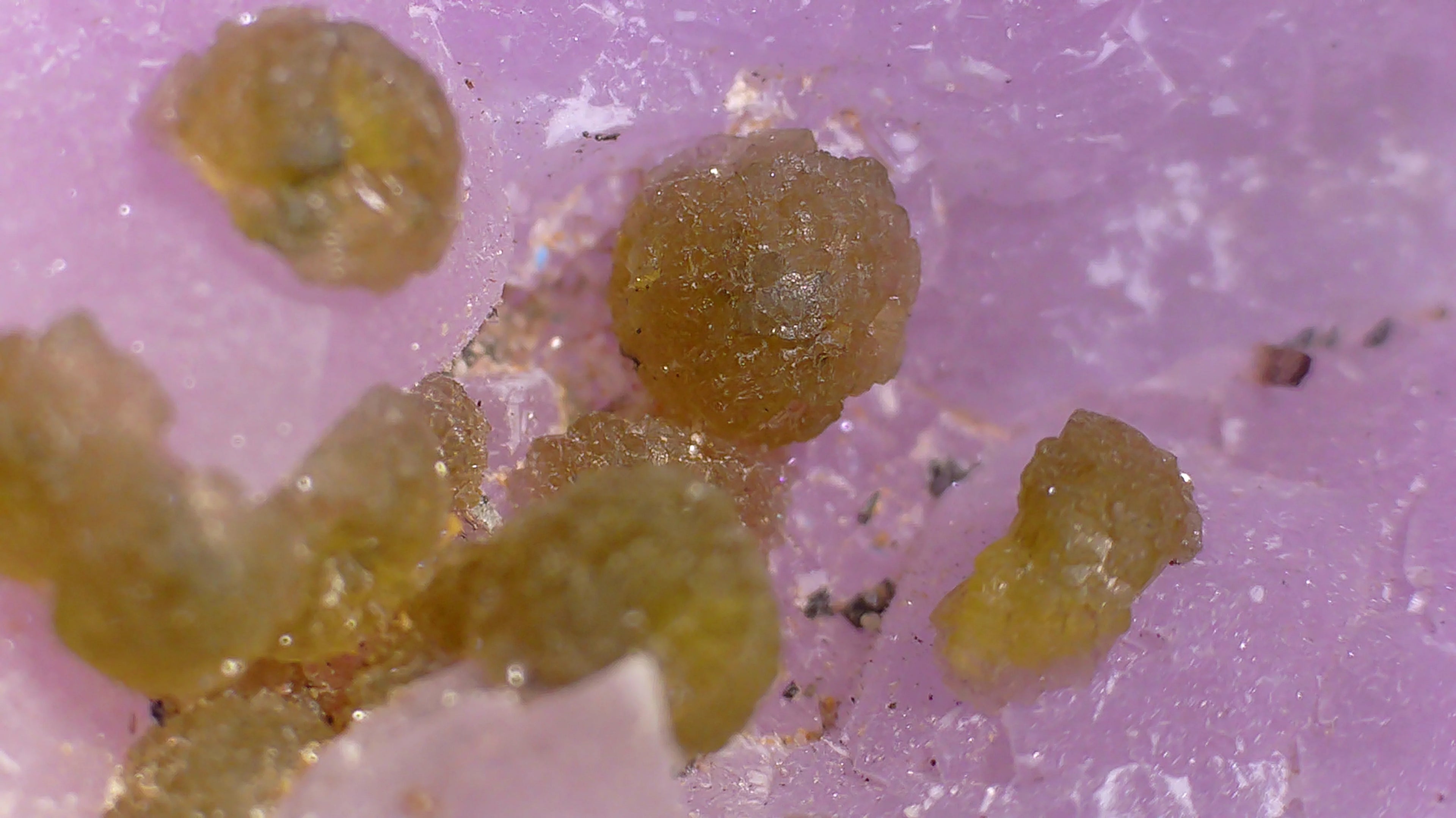 Wulfenite mineral specimen from Mexico, showcasing vibrant orange crystals on a pink matrix, ideal for collectors.