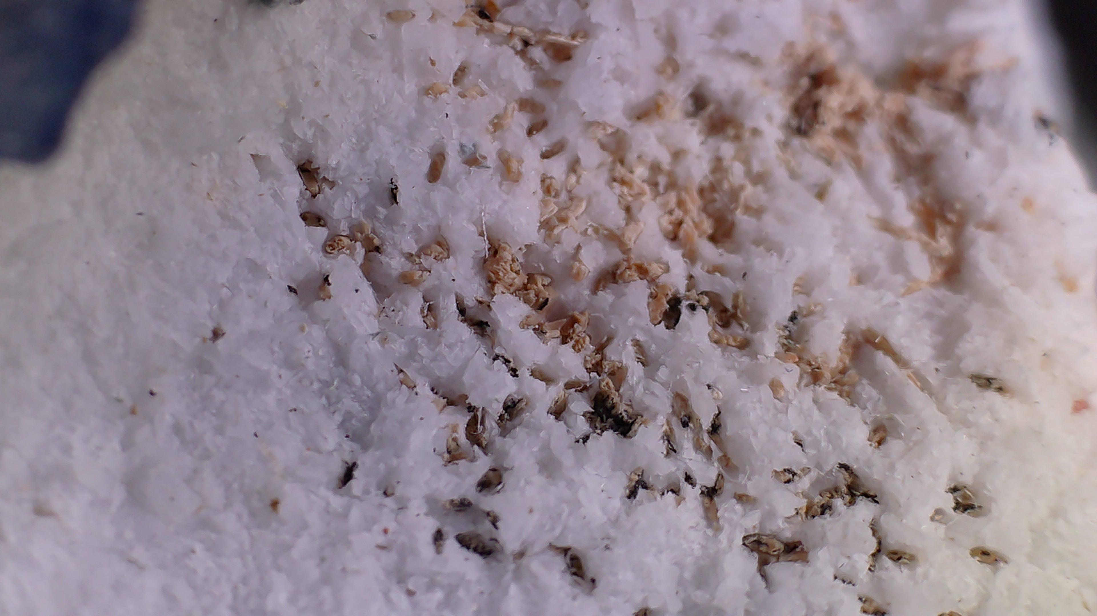 BENITOITE, NEPTUNITE, JOAQUINITE, JONESITE (?) ON NATROLITE with SERPENTINE