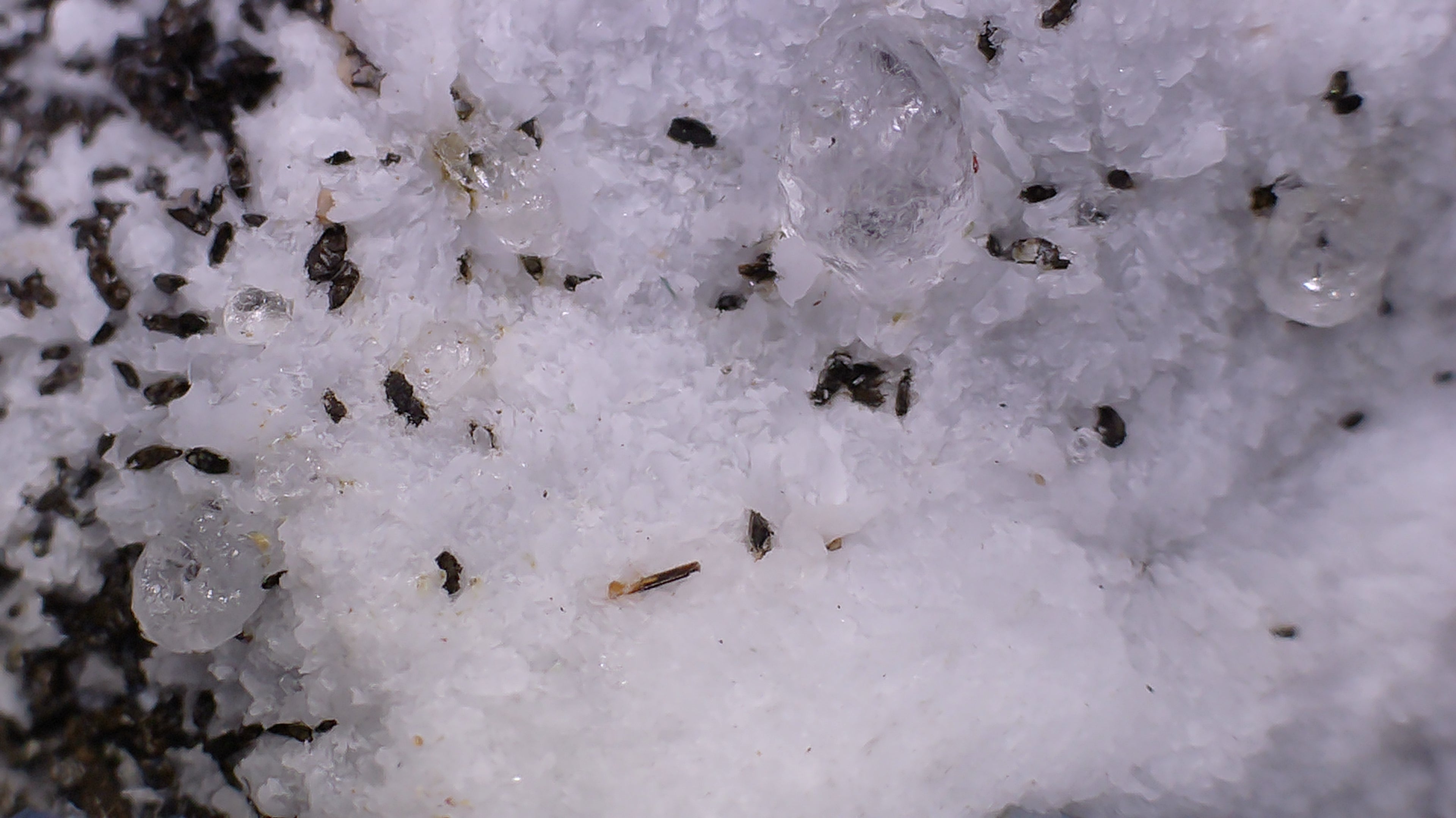 BENITOITE, NEPTUNITE, JOAQUINITE, JONESITE (?) ON NATROLITE with SERPENTINE