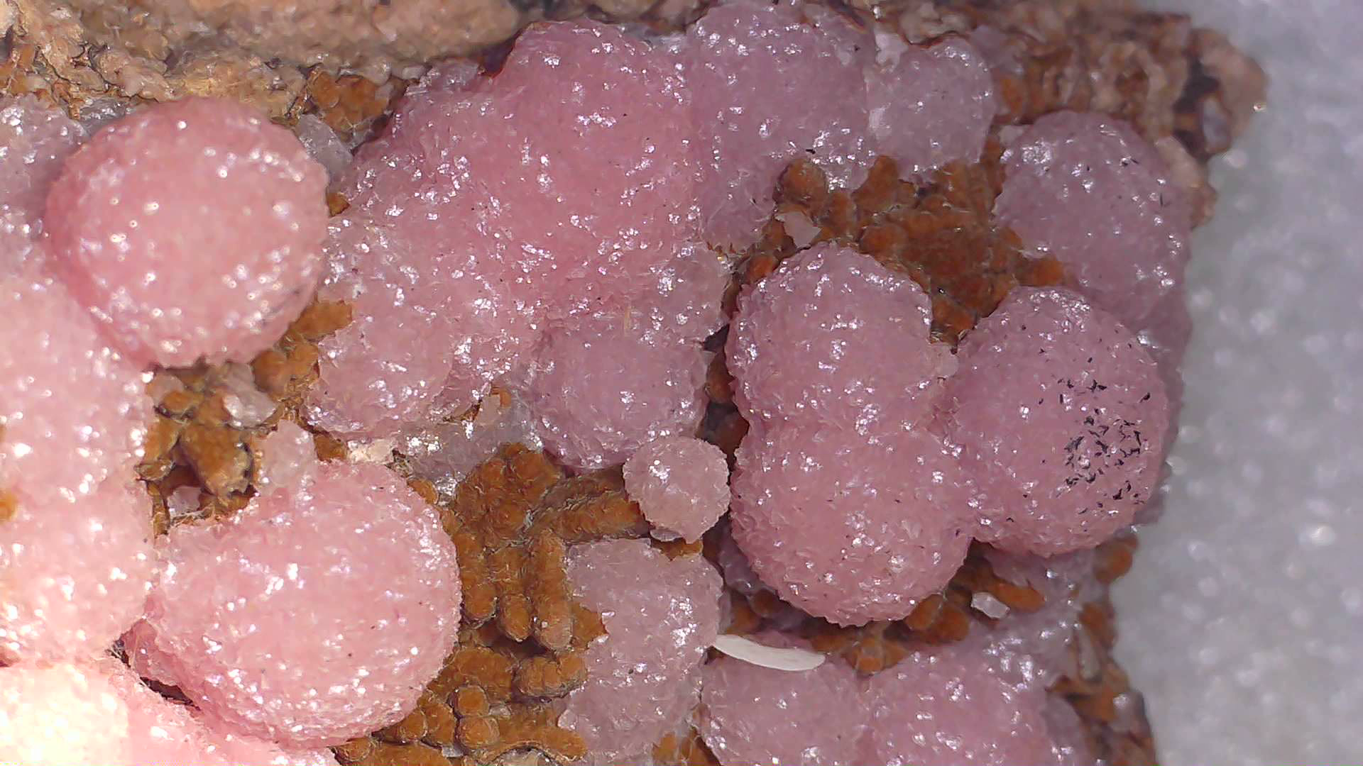 SMITHSONITE PINK (COBALTOAN) with CORONADITE (miniature)