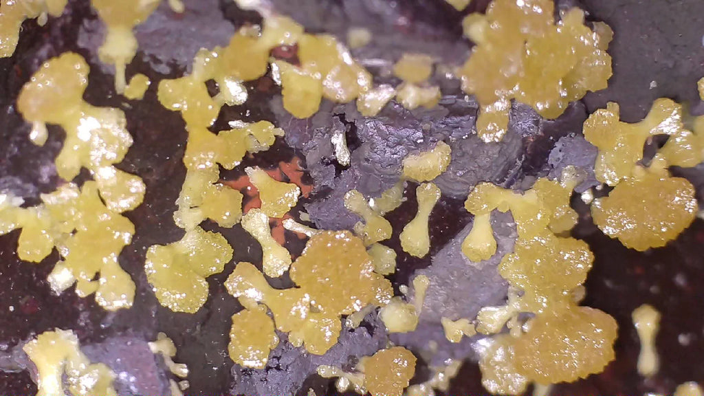 Yellow wulfenite crystals on dark matrix, mineral specimen from Arizona