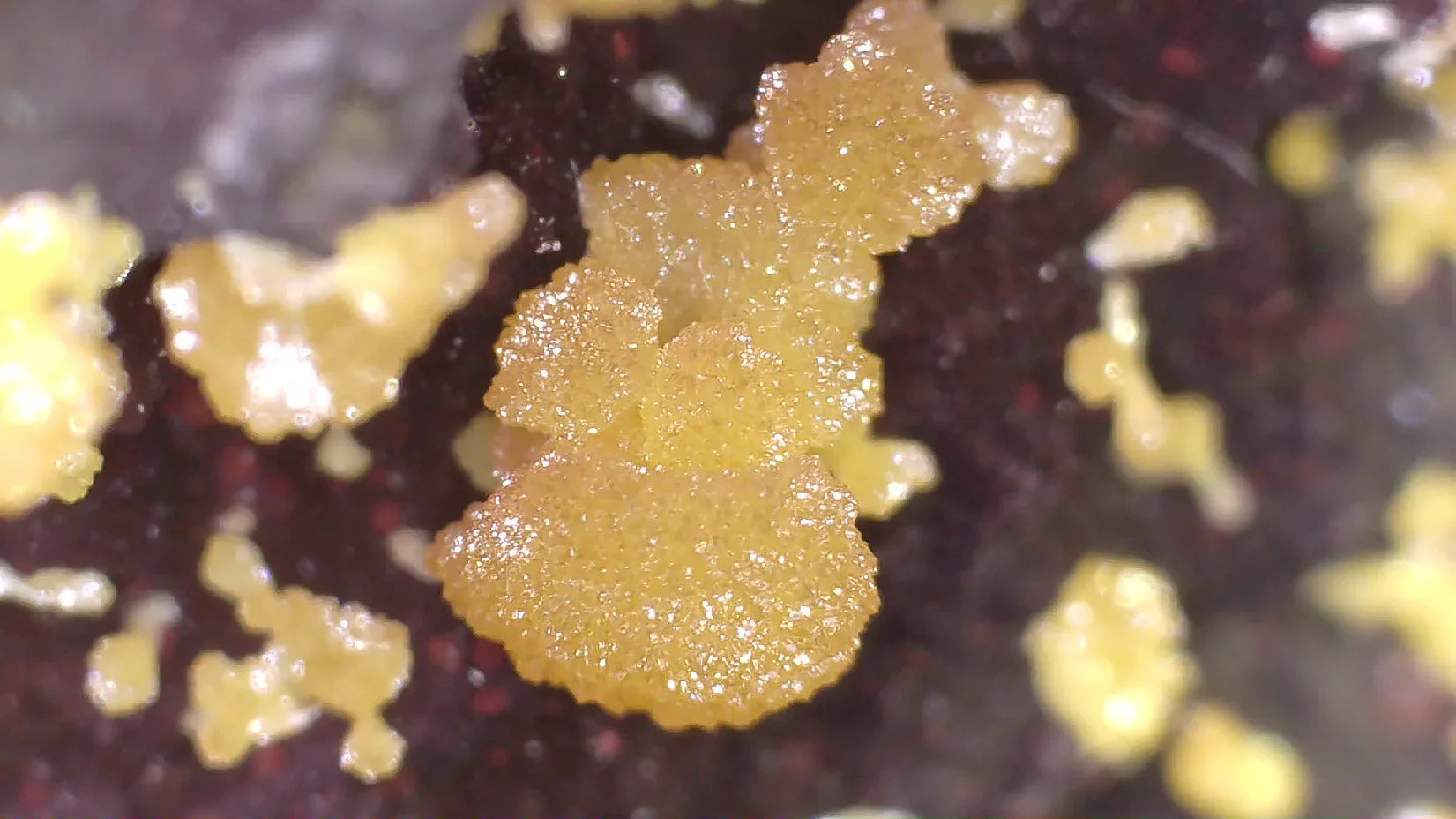 Sulfur crystals from Sicily, Italy - vibrant yellow mineral specimens on dark matrix