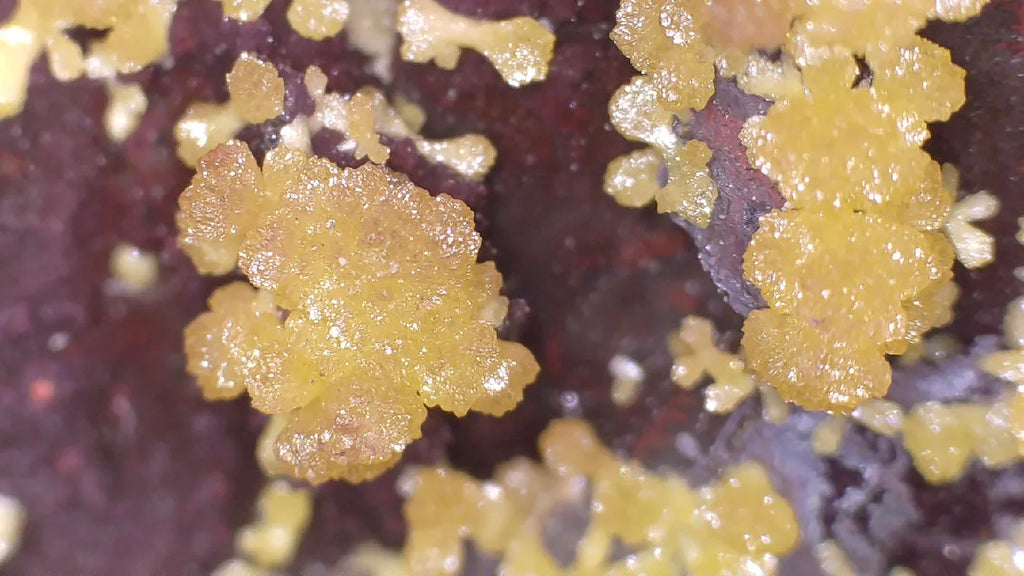 Vibrant yellow sulfur crystals on dark matrix, mineral specimen from classic locality