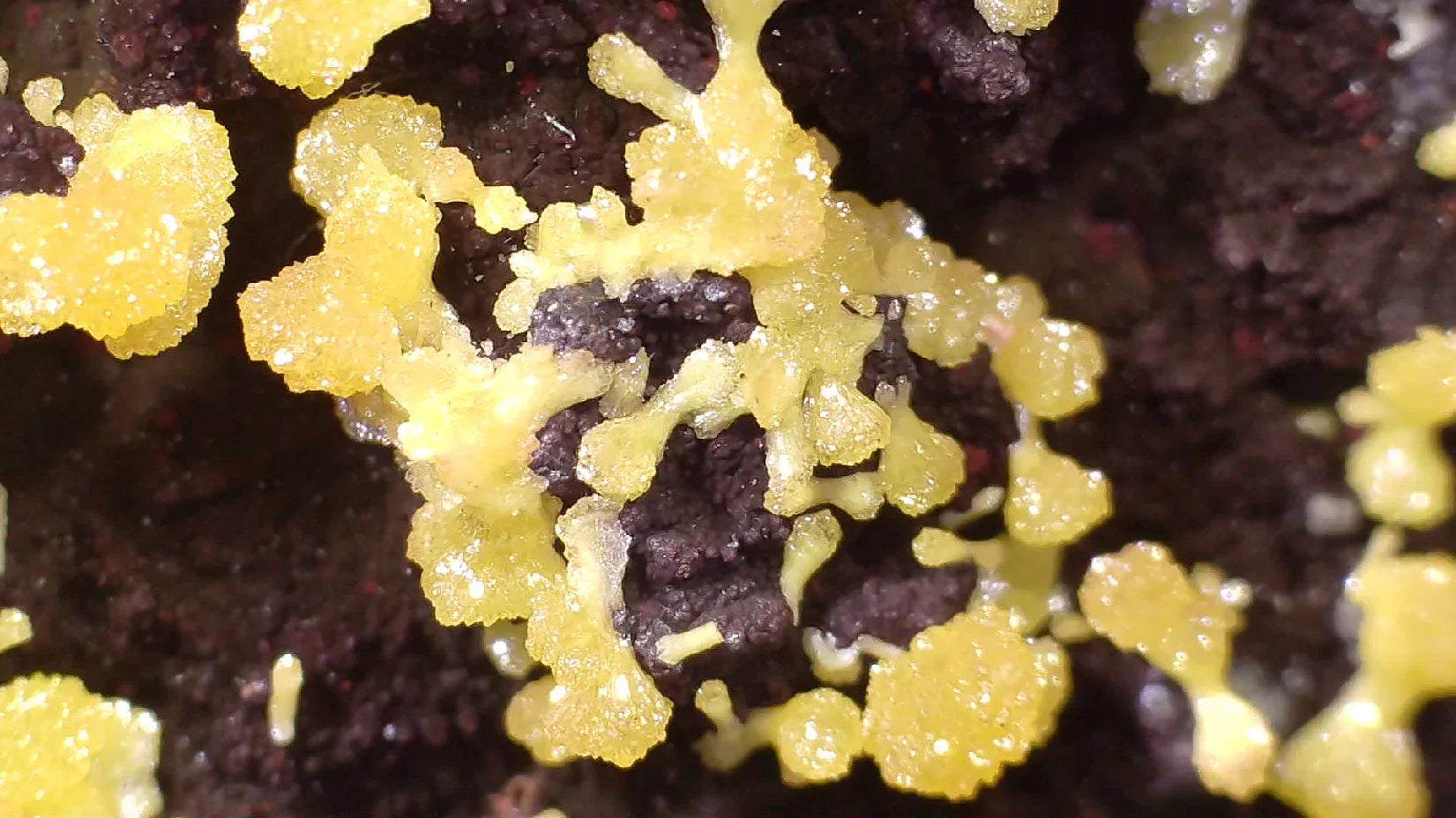 Sulfur crystals from Sicily, Italy - vibrant yellow mineral specimens on dark matrix