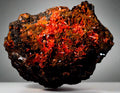 CROCOITE, RED LEAD MINE, TASMANIA (cabinet)