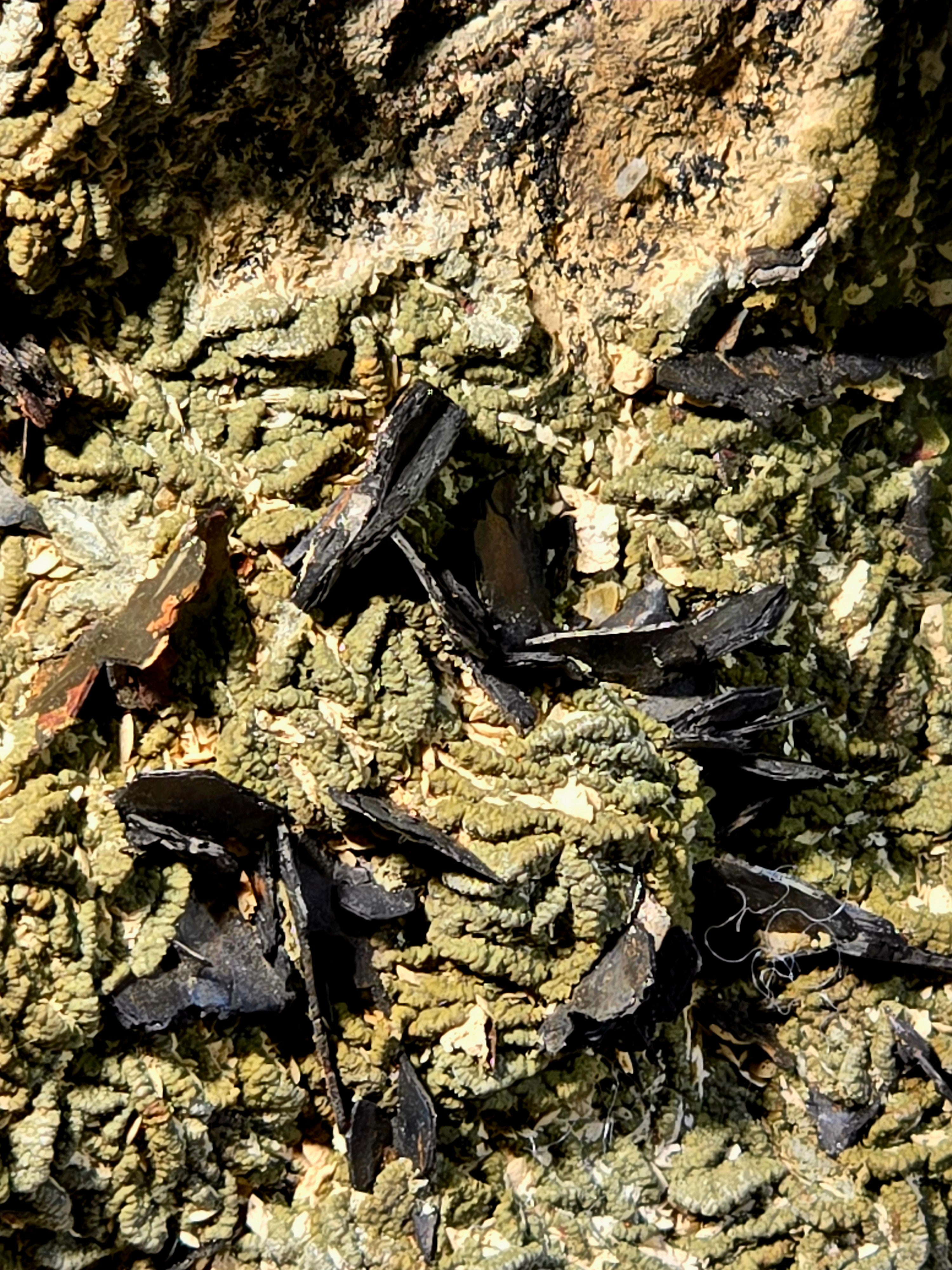 ANDRADITE (large cabinet), var COLOPHONITE