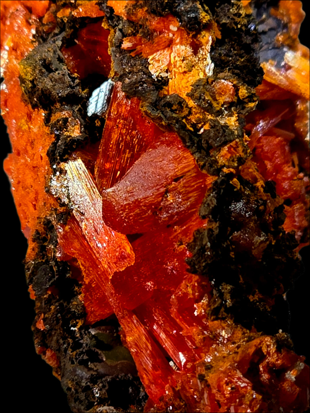 CROCOITE, MINE DE PLOMB ROUGE, TASMANIE (miniature) exceptionnel