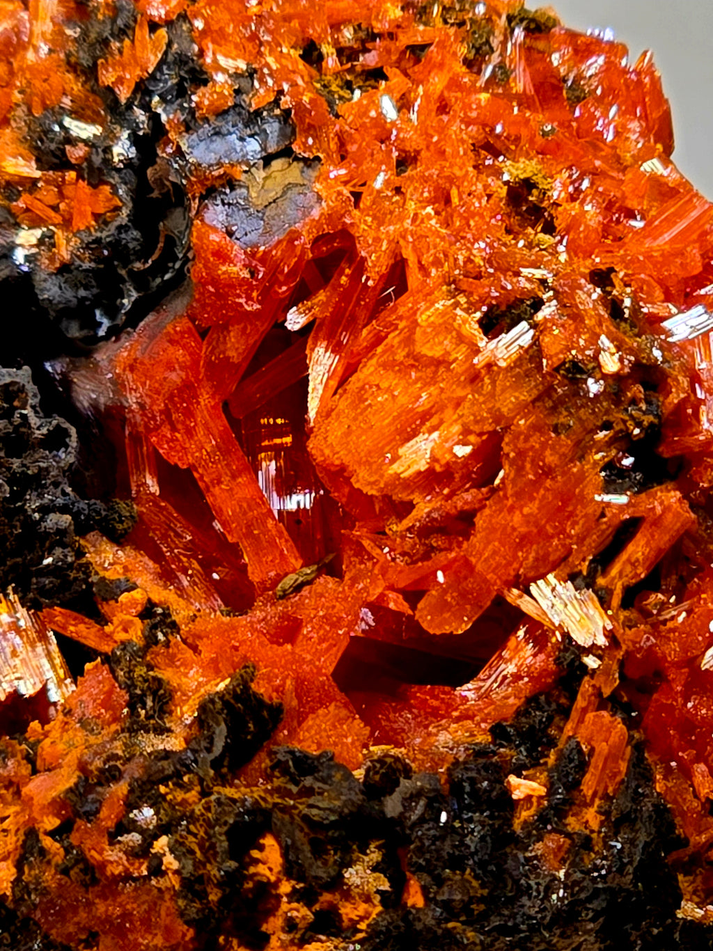CROCOITE, MINE DE PLOMB ROUGE, TASMANIE (miniature) exceptionnel