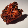 CROCOITE (miniature), RED LEAD MINE, TASMANIA