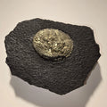 Pyrite in Shale Matrix, Golden Cubic Crystals on Dark Rock Specimen