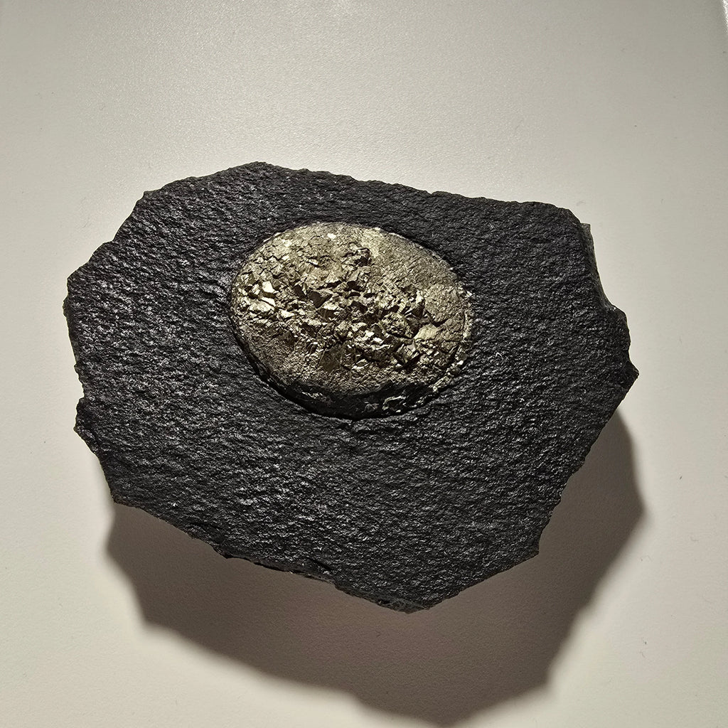 Pyrite in shale matrix, metallic golden crystals on dark rock specimen
