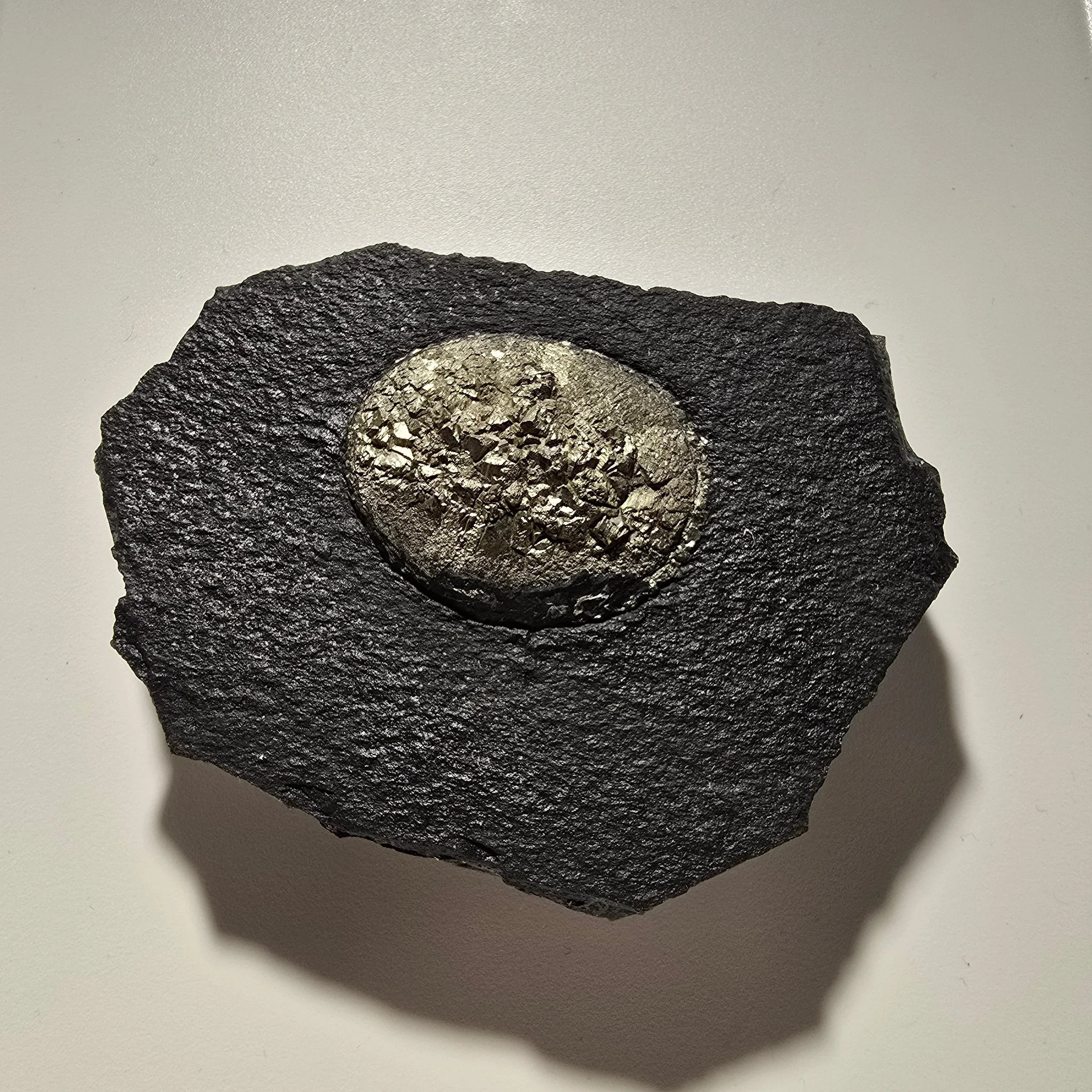 Pyrite in shale matrix, metallic golden crystals on dark rock specimen
