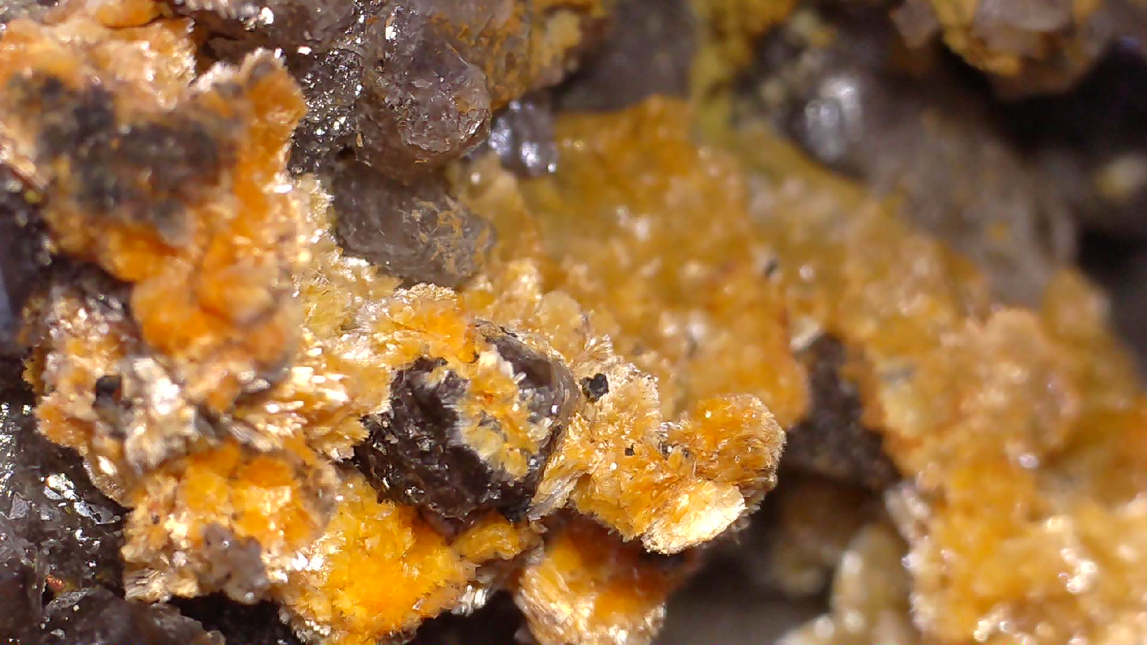 STOLZITE ON QUARTZ (small cabinet), KARA MINE, HAMPSHIRE, TASMANIA (ONLY SPECIMEN KNOWN)