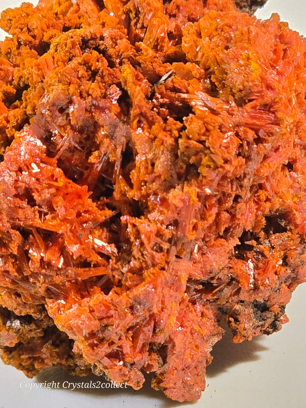 CROCOITE (miniature),  RED LEAD MINE, TASMANIA