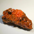 Crocoidite mineral specimen with vibrant red-orange crystals on matrix, classic locality specimen for collectors