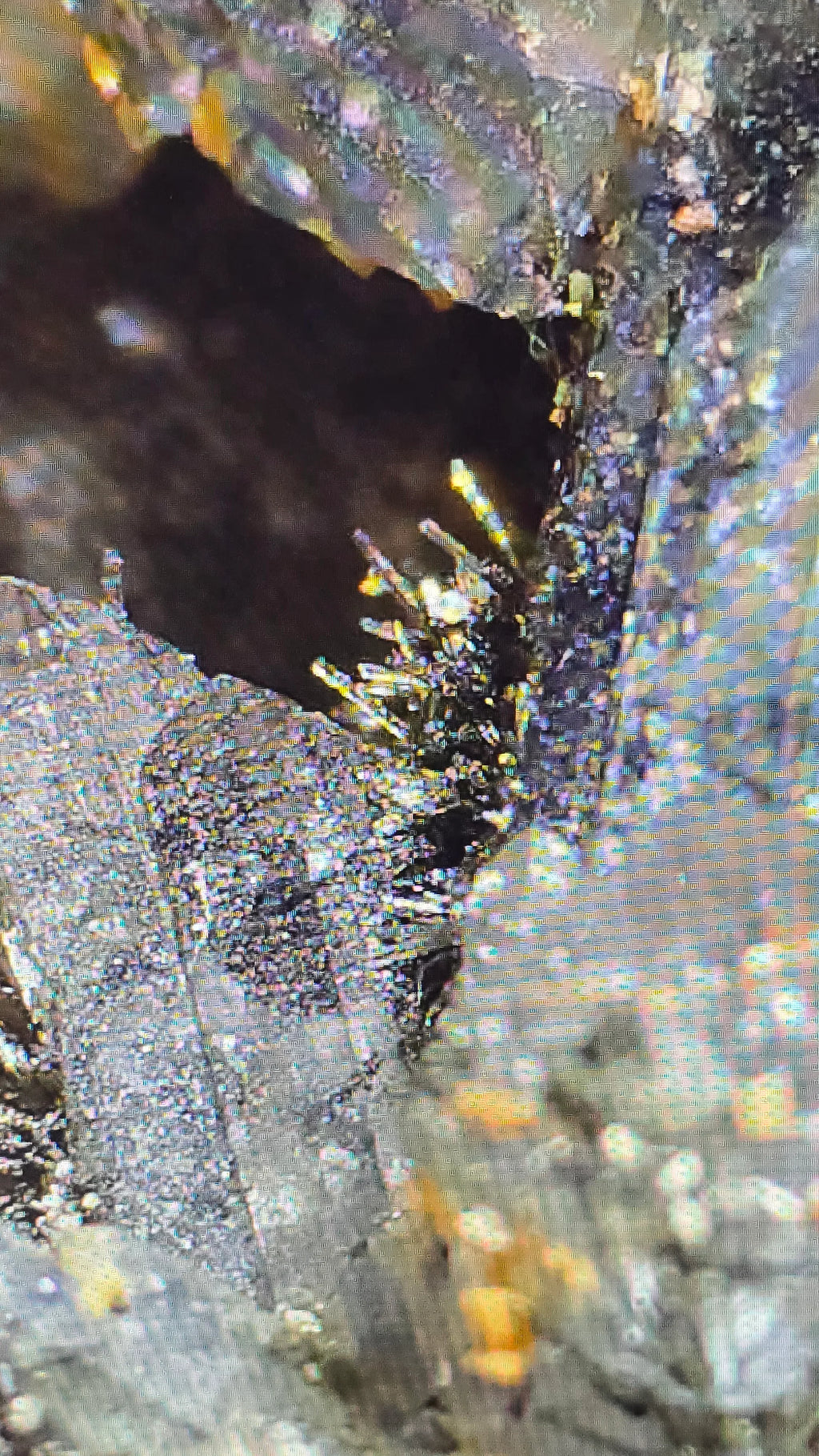 Pyrite crystals on matrix, iridescent mineral specimen with golden hues