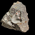 THOMSONITE on Analcime with Natrolite, Sunderland Bluff, Phillip Island, Bass Coast Shire, Victoria, Australia