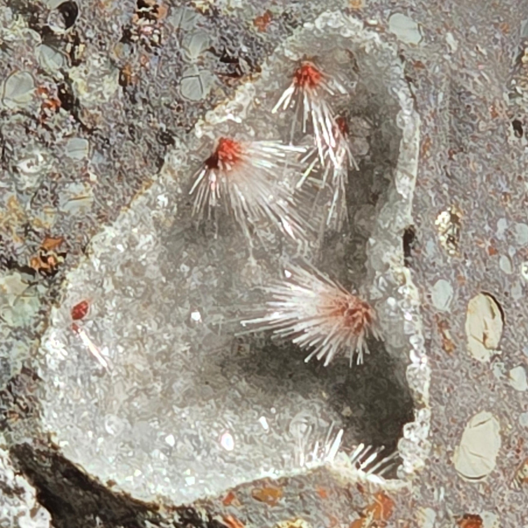 THOMSONITE on Analcime with Natrolite, Sunderland Bluff, Phillip Island, Bass Coast Shire, Victoria, Australia
